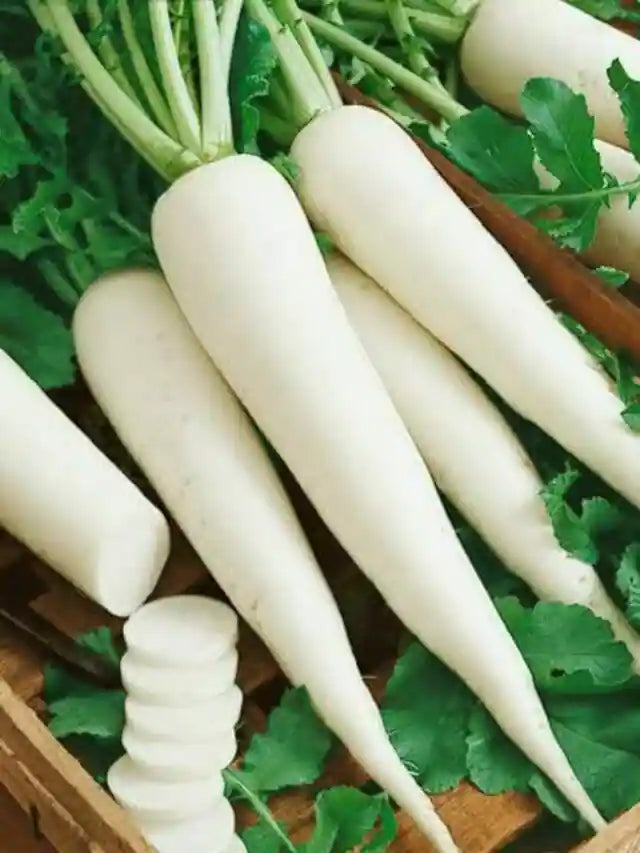 Mooli ( White Radish )