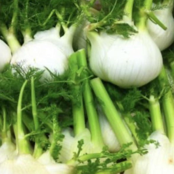 bulbs of fennel