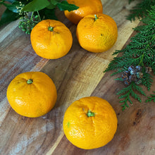 Load image into Gallery viewer, The Luxury Christmas Box
