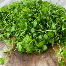 Load image into Gallery viewer, Micro Celery Leaf
