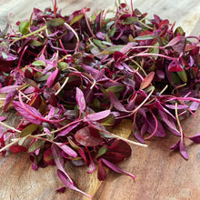Load image into Gallery viewer, Micro Red Amaranth
