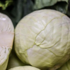 White Cabbage