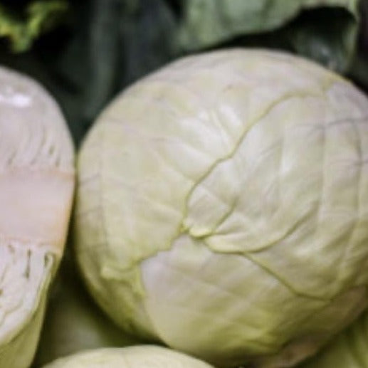 White Cabbage