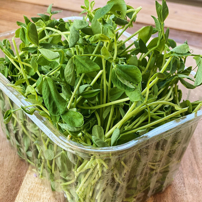 punnet of fresh pea shoot leaves