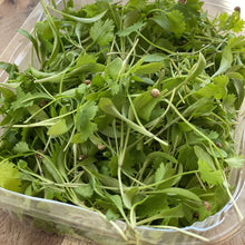 Load image into Gallery viewer, Micro coriander salad leaves in a punnet
