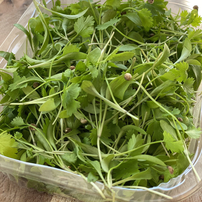 Micro coriander salad leaves in a punnet