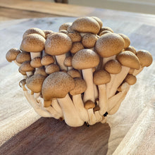 Load image into Gallery viewer, Mushroom Brown Beech

