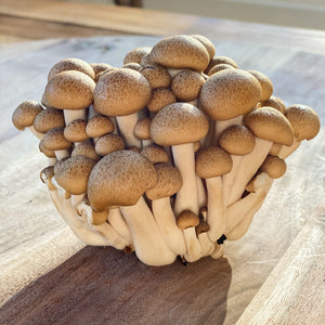 Mushroom Brown Beech