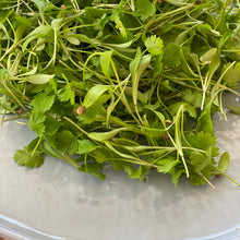 Load image into Gallery viewer, Micro Coriander
