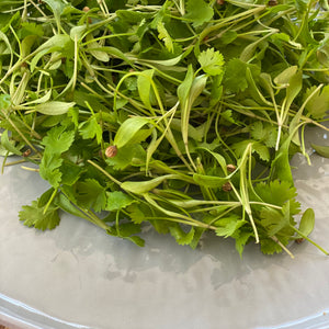 Micro Coriander