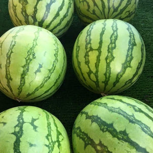 large watermelons