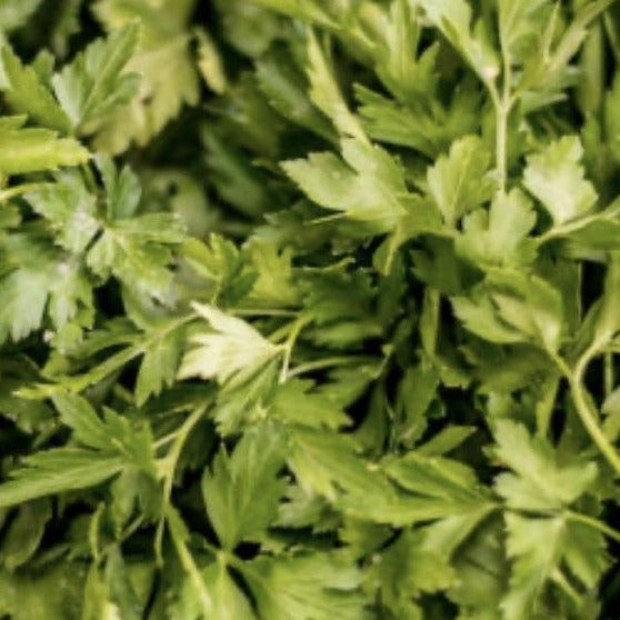 fresh green flat leafed parsley