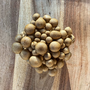 Mushroom Brown Beech