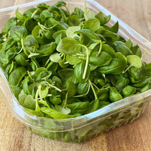 Load image into Gallery viewer, fresh micro basil leaves on a wooden board
