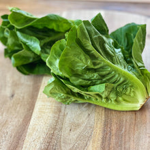 Load image into Gallery viewer, Lettuce Little Gem
