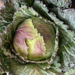 cabbage
