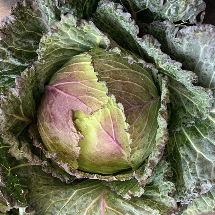 cabbage