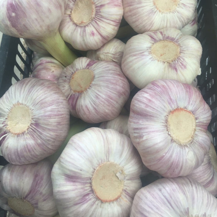 bulbs of fresh garlic