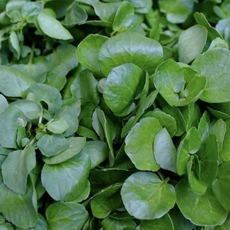 fresh green watercress